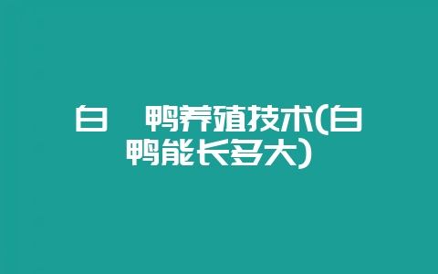 白鹭鸭养殖技术(白鹭鸭能长多大)-会东网