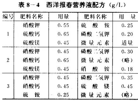 西洋报春无土栽培技术-会东网