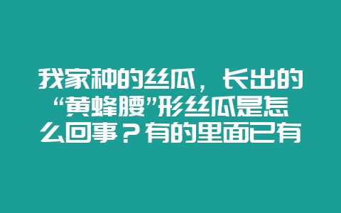 我家种的丝瓜,长出的“黄蜂腰”形丝瓜是怎么回事?有的里面已有虫该如何防止?-会东网