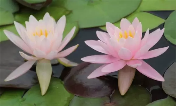 睡莲种子怎么种?-会东网