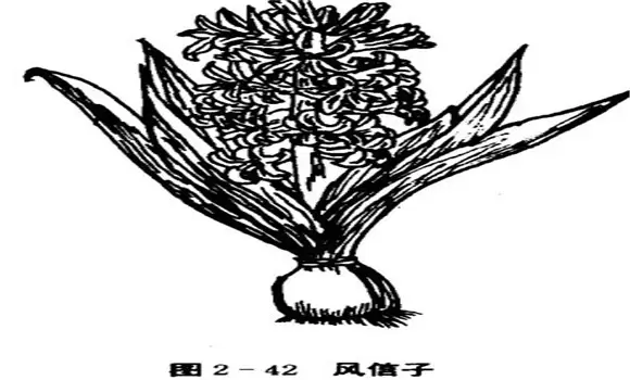 如何养殖风信子,风信子的养殖方法-会东网