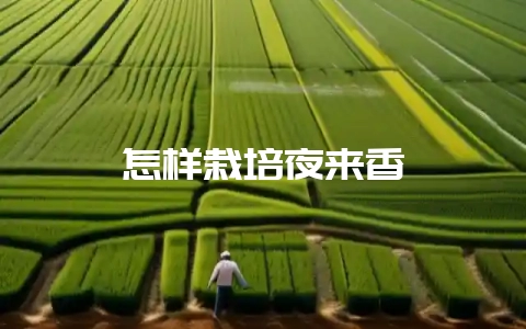 怎样栽培夜来香-会东网