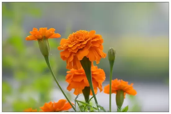 适合春季播种的花,春天适合种什么花-会东网