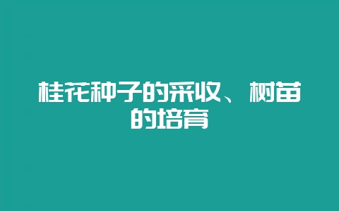 桂花种子的采收、树苗的培育-会东网