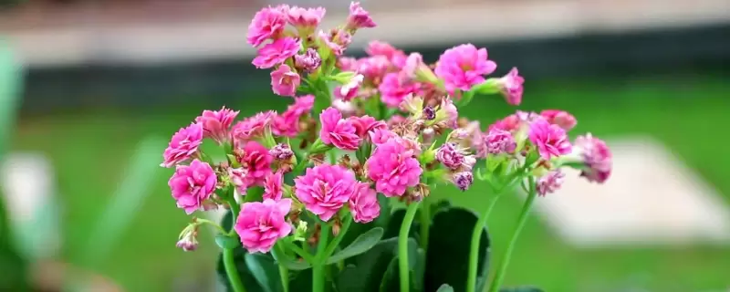 什么植物晚上释放氧气 适合在卧室-会东网