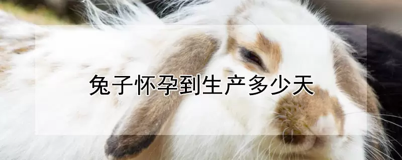 兔子怀孕到生产多少天-会东网