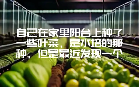 自己在家里阳台上种了一些叶菜，是水培的那种，但是最近发现一个很奇怪的问题，请大家给指导一下，谢谢-会东网