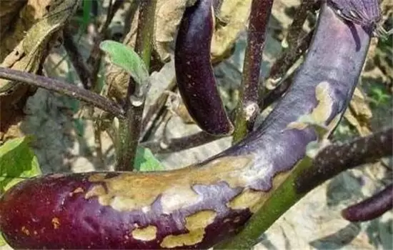 茄子病虫害防治:茄子绵疫病、褐纹病、地老虎-会东网