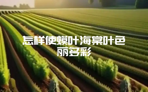 怎样使蟆叶海棠叶色绚丽多彩-会东网