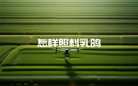 怎样照料乳鸽-会东网