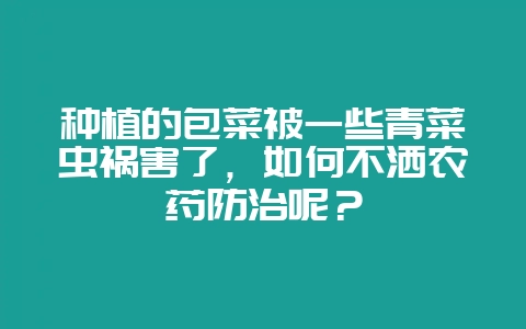 种植的包菜被一些青菜虫祸害了，如何不洒农药防治呢？-会东网