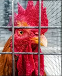 教您5招秘诀 解决鸡群嗉囊炎 胀气 不消化积食分分钟钟搞定-会东网