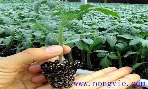 樱桃番茄栽培技术要点 细说樱桃番茄栽培过程-会东网