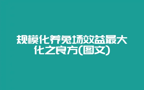 规模化养兔场效益最大化之良方(图文)-会东网