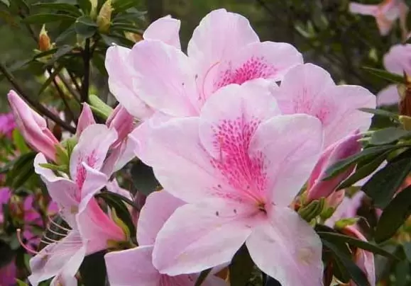 杜鹃花的养殖方法和注意事项-会东网