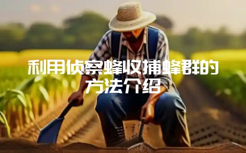 利用侦察蜂收捕蜂群的方法介绍-会东网