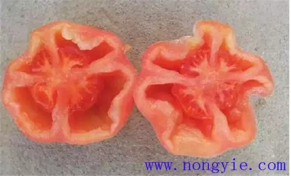 番茄空洞果的原因是什么 番茄空洞果的防治方法-会东网