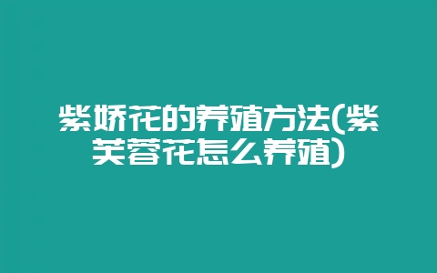 紫娇花的养殖方法(紫芙蓉花怎么养殖)-会东网