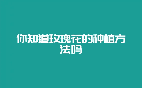 你知道玫瑰花的种植方法吗-会东网
