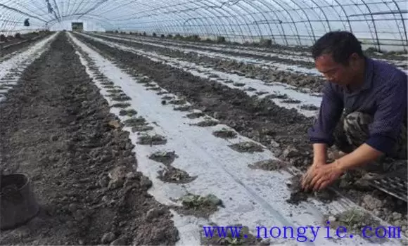 早春大棚甜瓜的种植与管理技术-会东网