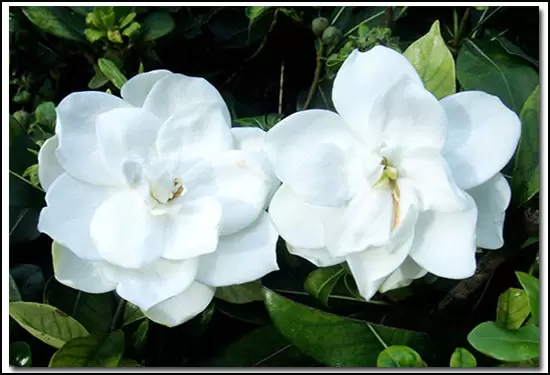 栀子花有毒吗 栀子花香有毒吗-会东网