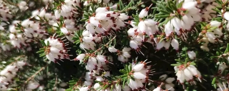 石楠花花期持续多久-会东网