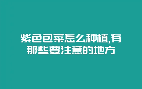 紫色包菜怎么种植,有那些要注意的地方-会东网