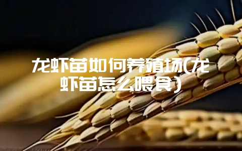 龙虾苗如何养殖场(龙虾苗怎么喂食)-会东网