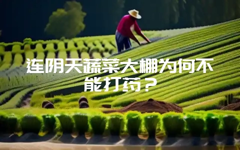 连阴天蔬菜大棚为何不能打药？-会东网