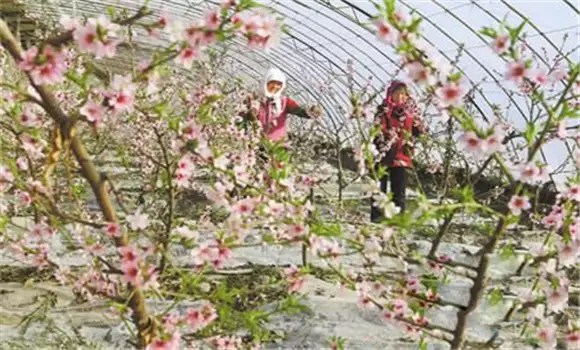 桃树一年两茬果的栽培新技术 桃树新技术介绍-会东网