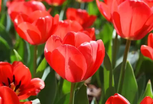郁金香花语及代表意义-会东网