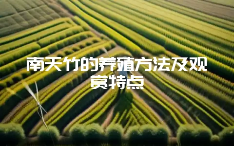 南天竹的养殖方法及观赏特点-会东网