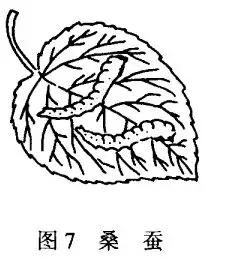 家蚕的饲养方法和注意事项-会东网