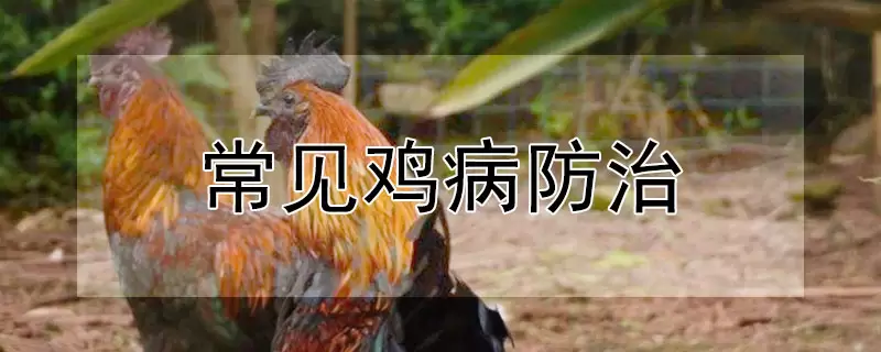 常见鸡病防治-会东网