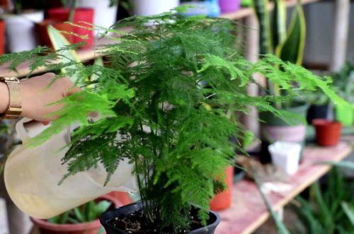 图片[3]-不见光的室内适合养的植物-会东网