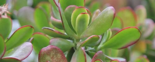 八宝树的养殖方法插图 八宝树的养殖方法插图