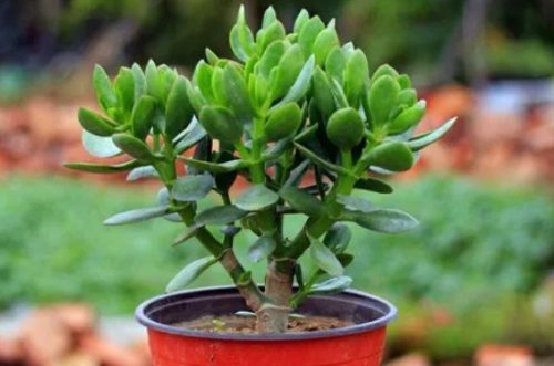 八宝树的养殖方法插图1 八宝树的养殖方法插图1