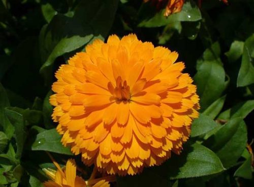 万寿菊高效种植技术-会东网