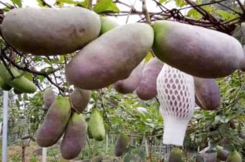 八月瓜种植技术及管理方法插图3