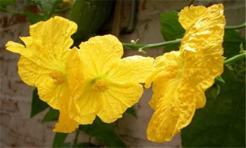 图片[2]-丝瓜烂花怎么办 丝瓜烂花的原因及防治方法-会东网
