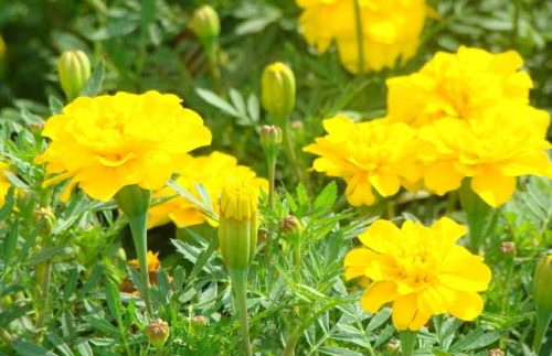 万寿菊的产地分布插图 万寿菊的产地分布插图