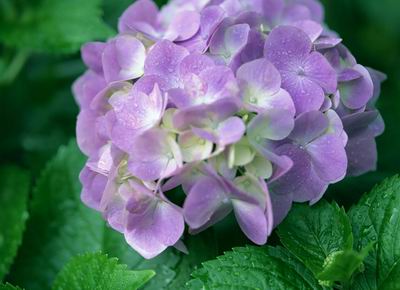 八仙花种植管理技术-会东网