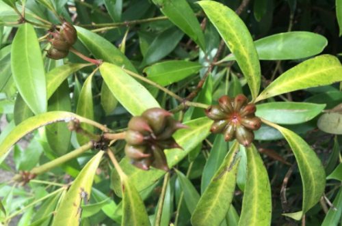 八角是什么果实类型插图1 八角是什么果实类型插图1