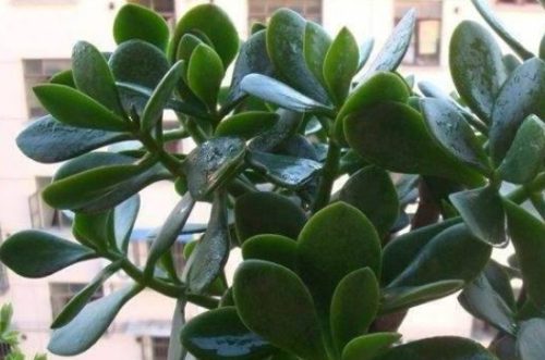 八宝树的养殖方法插图2 八宝树的养殖方法插图2