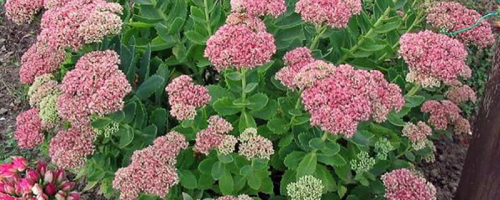 八宝景天的养殖方法，浇水时要注意适量-会东网