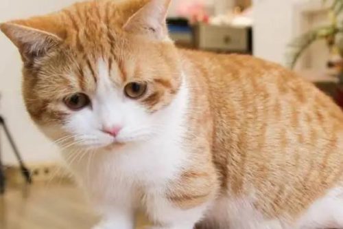 图片[4]-一直高冷的猫咪为什么突然变得粘人，一般表明它生病了-会东网