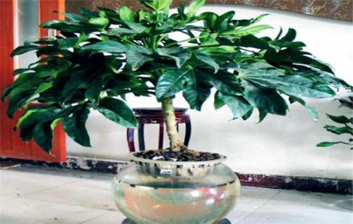 八角金盘是乔木还是灌木,应如何养殖?-会东网