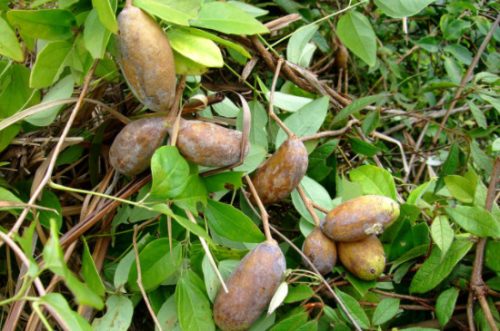 八月瓜种植技术及管理方法插图1