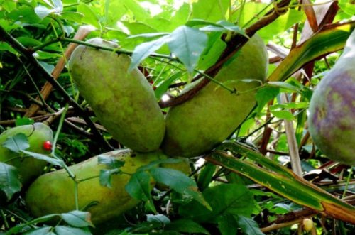 八月瓜种植技术及管理方法插图2