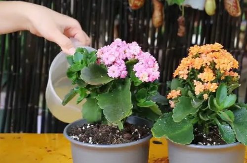 图片[4]-7种适合卧室养的植物-会东网